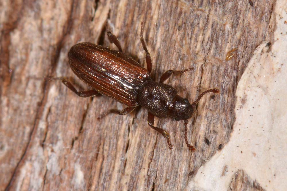 Bothrideres bipunctatus (Bothrideridae) e Cryptolestes cfr. duplicatus (Laemophloeidae)